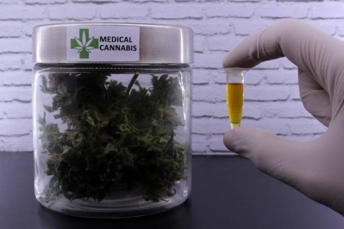 Projeto regulamenta o uso medicinal da Cannabis sativa no território nacional - (Foto: flapas/DepositPhotos)