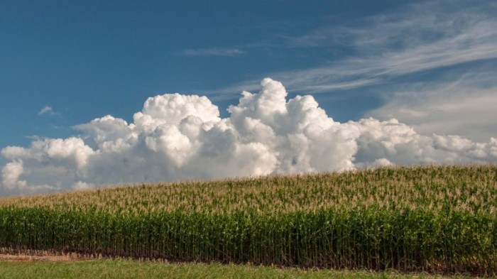 O programa registrou em 2021 aumento de pedidos de cultivares de alto potencial produtivo e com maior tecnologia agregada - Foto: Fernando Dias/Ascom Seapdr
