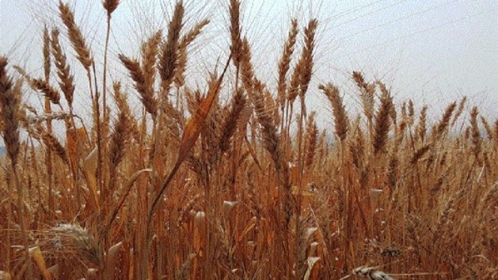 Principal produto da estação, o trigo deverá ter uma produção de 2,89 milhões de toneladas, 37,81% a mais em relação a 2020 - Foto: Deise Froelich – Emater/RS