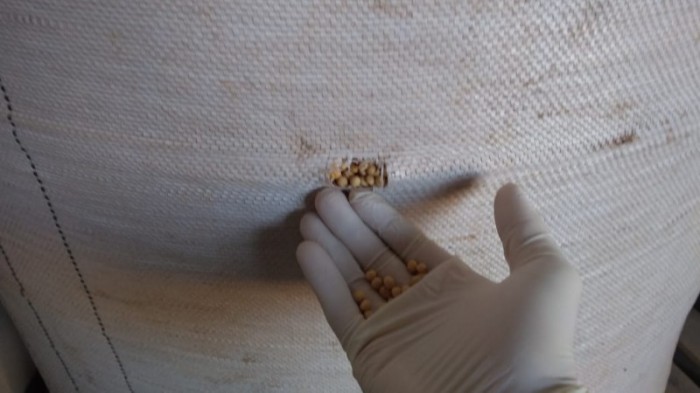 Sementes piratas foram acondicionadas em sacos brancos, sem etiqueta e sem documentação de origem - Foto: Divulgação Seapdr