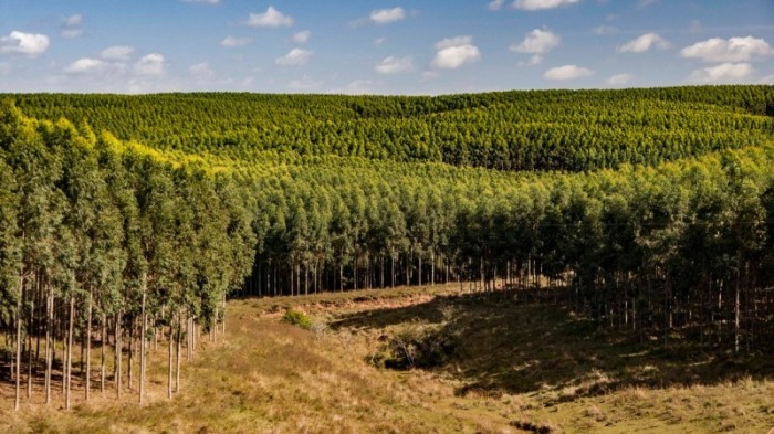 Cadastro Florestal registra pessoas físicas e jurídicas, consumidores e beneficiadores de matéria-prima florestal - Foto: Fernando Dias/Ascom Sepadr