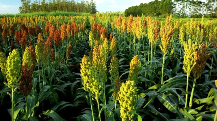 Entre as sementes contempladas pelo programa, há 4.323 sacas de sorgo - Foto: Fernando Dias/Ascom Seapdr