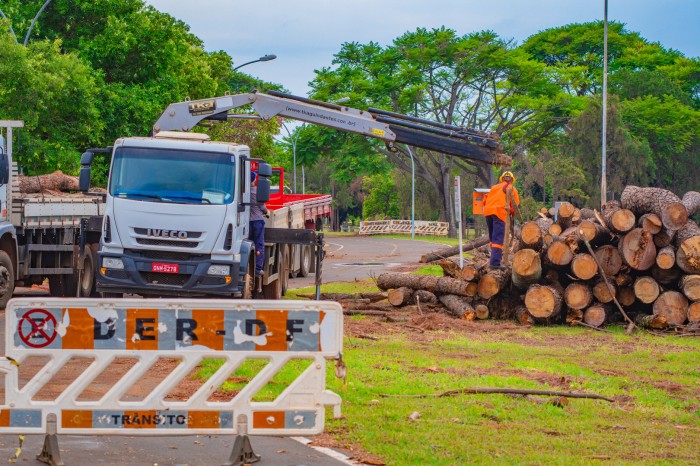 Primeira etapa da retirada dos pinheiros do Parque da Cidade é concluída
