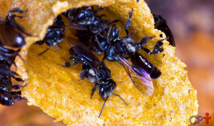 Cartaz sobre abelhas do Cerrado é novo produto de educação ambiental