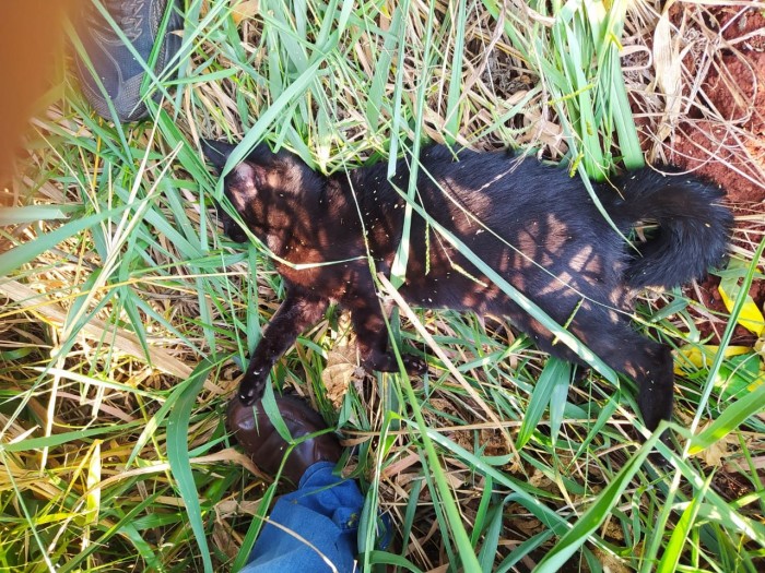 Polícia Civil prende homem que espancou animal da filha até a morte