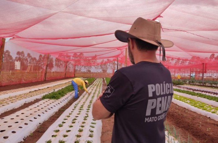 Horta de presídio é esperança de ressocialização e fonte de alimentação a pessoas carentes