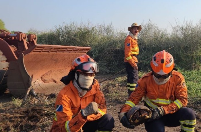 Com atuação no combate a incêndios florestais, Bombeiros também buscam por animais silvestres