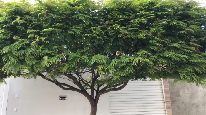 Foto: Reprodução/Prefeitura de Petrolina - PE