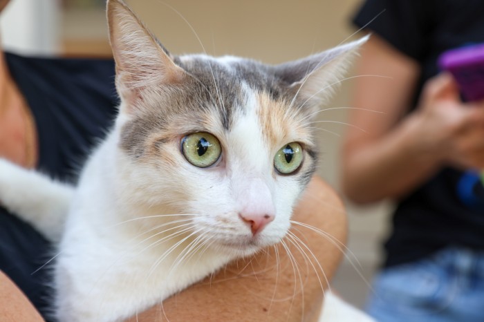 Imunização ocorre das 17 às 21 horas, detalhes dos endereços podem ser conferidos no final da matéria - Fotógrafo:Lia Mara/Secom Palmas