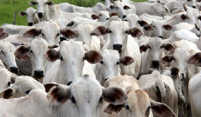 Ministério da Agricultura confirma MS como área livre de febre aftosa sem vacinação