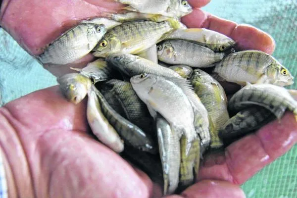 Foto: Reprodução/Câmara de Sorriso - MT