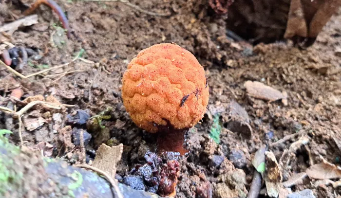 Planta parasita rara encontrada em Maria da Fé é depositada em herbário da Epamig