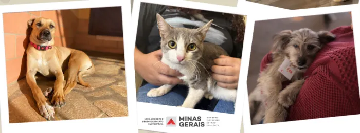 Agosto Caramelo: Minas Gerais reforça luta contra abandono e maus-tratos de animais