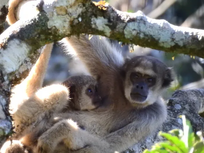 Projeto Montanhas dos Muriquis fortalece conservação de primatas ameaçados na Serra do Brigadeiro na Zona da Mata