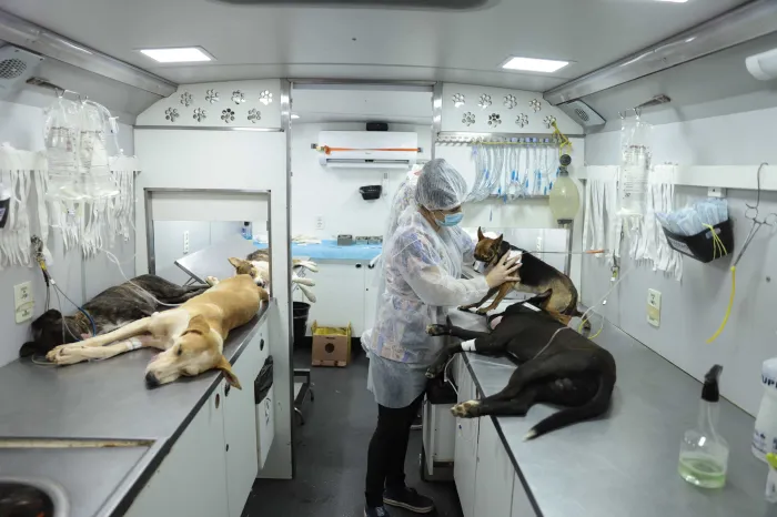 Agosto Caramelo marca avanço de programa gratuito do Governo de Minas que já microchipou mais de 270 mil cães e gatos