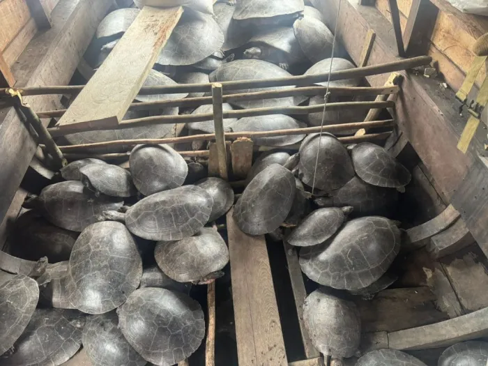 Foto: Reprodução/Agência Amazonas