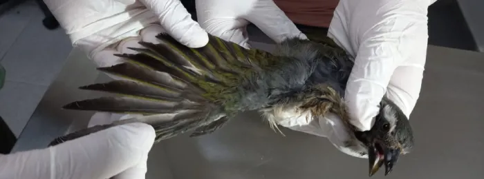 Aves resgatadas em Nova Serrana recebem cuidados no Cetras Divinópolis