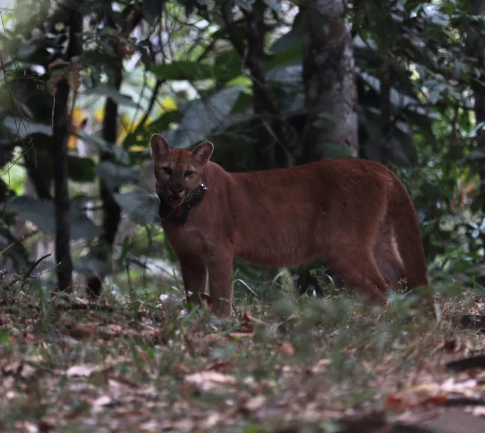 De volta à natureza: onça-parda passa a integrar grupo de animais monitorados por coleira de rastreamento
