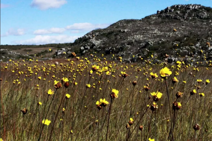 IEF lança catálogo inédito sobre plantas secas decorativas do Espinhaço Mineiro