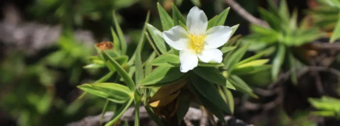 Quatro novas espécies de plantas são encontradas no Espinhaço Mineiro