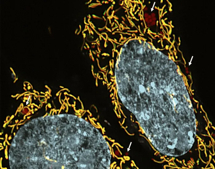 As mitocôndrias constituem a principal fonte de energia dentro de todas as células e têm DNA próprio. Foto: Marcos Chiaratti/DGE-UFSCar